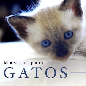 Música para Gatos - Sonidos Relajantes de la Naturaleza - Cat Whisper