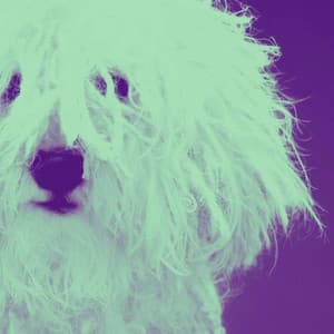 Bossa Nova Guitar - Doggy Music Radio