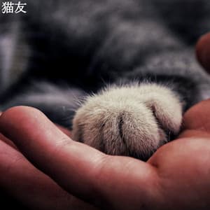 猫友 - Brunch Jazz Playlist