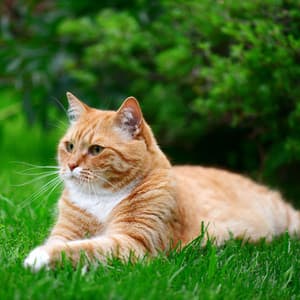 Binaural Rain Cats: Melodic Ambiance for Peace - Sunday Evening Music