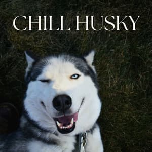 Chill Husky - Animal and Bird Songs