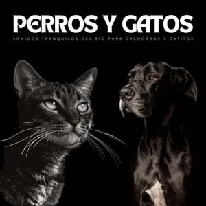 Perros Y Gatos: Sonidos Tranquilos Del Río Para Cachorros Y Gatitos - Biblioteca de música para perros