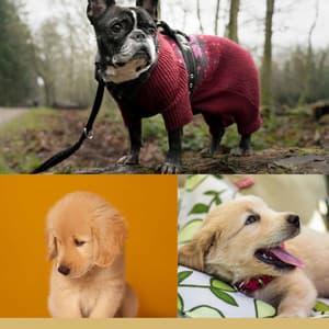 Majestic Smooth Jazz Chill Out - Background for Cool Pups - Music for Dogs Radio