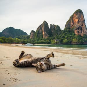 Ambient Meowlody: Cat Relaxation by Water - The Cat Relaxer