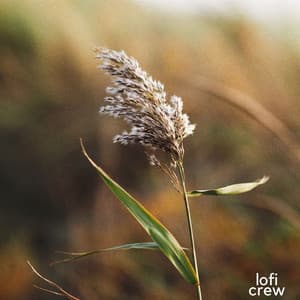 Meditation - Calm Lofi Beats