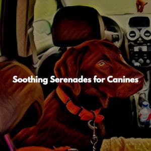 Soothing Serenades for Canines - Relaxing Dogs
