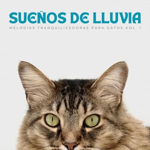Sueños De Lluvia: Melodías Tranquilizadoras Para Gatos Vol. 1 - Siente El Clima