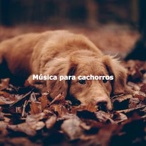 Música para cachorros - Relaxing Dog Music Classics