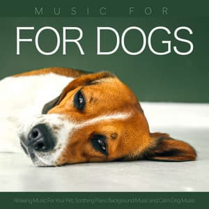 Music for Dogs: Relaxing Music For Your Pet, Soothing Piano Background Music and Calm Dog Music - Dog Music
