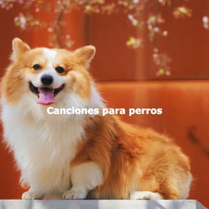 Canciones para perros - Music for Cooking