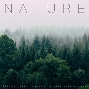 Nature: Serene Forest Sounds To Heal Mind & Soul - Nature Sounds Research
