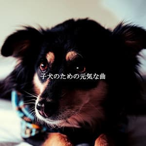子犬のための元気な曲 - Relaxing Piano Playlist