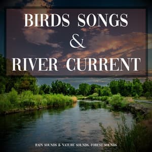 Birds Songs and River Current - Rain Sounds & Nature Sounds