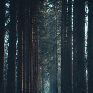 Soothing Calm Sound - Fans & White Noise