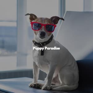 Puppy Paradise - Study Playlist