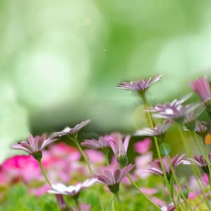 Atmospheric Music for Lazy Days - Trumpet and Alto Sax - Night Time Jazz Moods