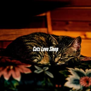 Cats Love Sleep - Hotel Jazz Music