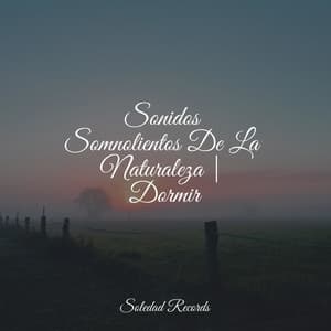 Sonidos Somnolientos De La Naturaleza | Dormir - Piano Suave Relajante