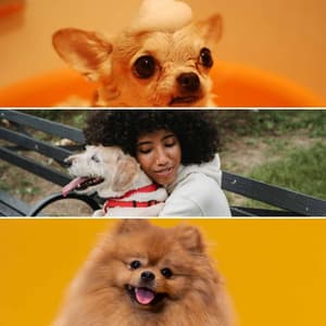 Bubbly Background Music for Dog Dreams - Dog Music Radio