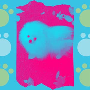 Swanky Music for Keeping Your Dog Happy - Bossa Nova Vibraphone - Relaxing Dog Music Beats