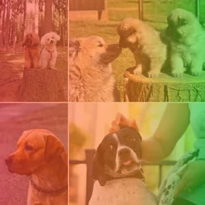 Simple Music for Keeping Dogs Soothed - Latin Music - Music for Dogs Radio