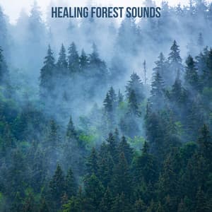 Healing Forest Sounds - Nature Chillout
