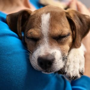 Vibraciones Calmantes: Música Para Mascotas - Estado de distracción