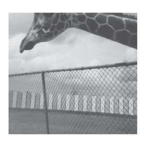 Lézardes et zébrures - Bernard Falaise