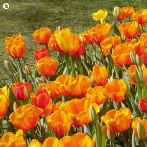 Song of the Morning Blowing Spring Breeze - BGM Teacher