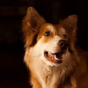 Tremendous Jazz Trio - Ambiance for Cute Dogs - Music for Dogs Playlist