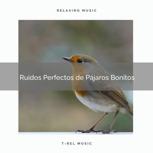 2021 Mejores Ruidos Perfectos de Pájaros Bonitos - Sonidos De Aves