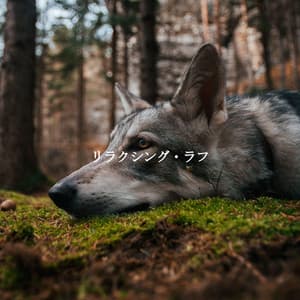 リラクシング・ラフ - Smooth Jazz Radio