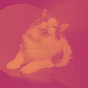 Lonely Cats - Music - For Cats Only