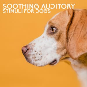 Soothing Auditory Stimuli for Dogs - Calm Pets Music Academy