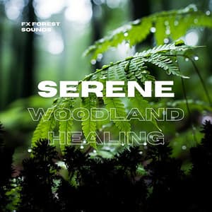 Serene Woodland Healing - FX Forest Sounds