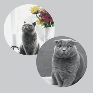 Simplistic Background Music for Peaceful Times with Cat - Música para dormir Gatos