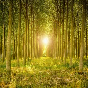 Enchanted Visions: Nature's Serene Symphony - orbital voices