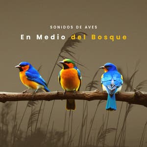 En Medio del Bosque - Sonidos De Aves