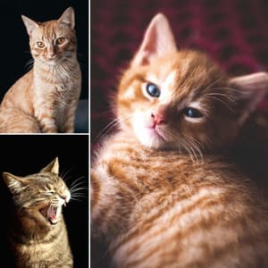 Music for Scratching Cats - Jazz Quintet - Cat Music Hour