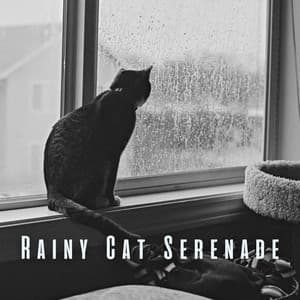Rainy Cat Serenade: Tranquil Binaural Sounds for Relaxed Cats - Nice Rain Noises