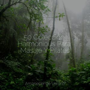 50 Colección Harmonious Para Masaje Y Pilates - Guided Meditation