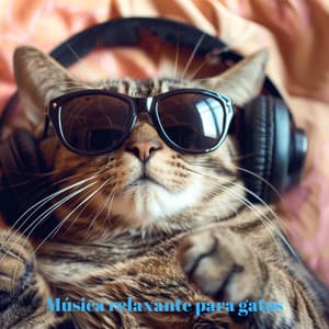 Música relaxante para gatos: música terapêutica para ansiedade e sono tranquilo, relaxe com seu gato - Cats Purring