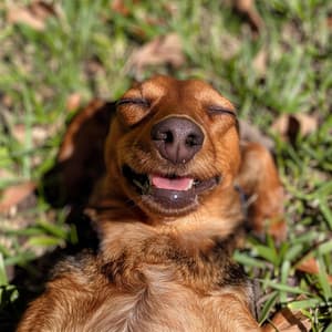 Ritmos De Cachorros: Sonidos Lofi Para Jugar - Hora de acostarse del perro