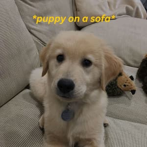 Puppy On A Sofa - Downtempo Jazz Coffee House