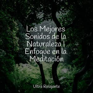 Los Mejores Sonidos de la Naturaleza | Enfoque en la Meditación - Dormir Sol