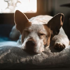 Melodías Tranquilas Para Perros: Sonidos De Guitarra Suaves - Caminos de Niebla