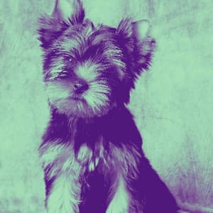 Music for Calm Doggo - Dog Calming Music