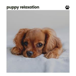 Puppy Relaxation - Music for Sleeping Puppies