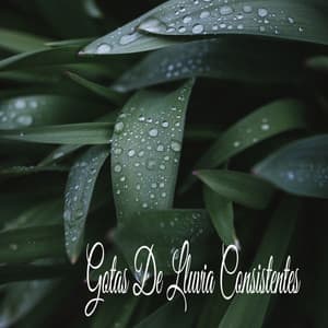 Gotas De Lluvia Consistentes - Música Relajante