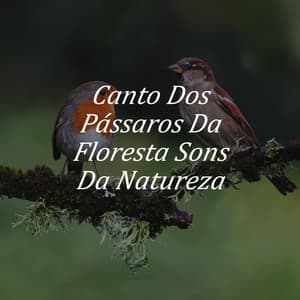 Canto Dos Pássaros Da Floresta Sons Da Natureza - Sons Relaxantes De Pássaros Para Dormir e Acalmar Pássaros Cantando ambiente - Academia de Música para Massagem Relaxamento